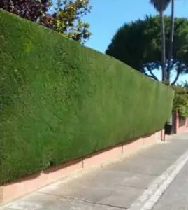 Empresa de talaypoda en altura en Valencia